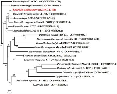 Exploring potential polysaccharide utilization loci involved in the degradation of typical marine seaweed polysaccharides by Bacteroides thetaiotaomicron